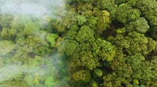Crédito de carbono: Como investir de forma rentável e sustentável