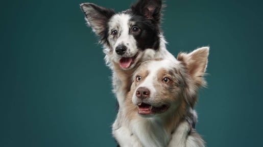 Fusão de Petz e Cobasi: Cade admite Petlove como terceira interessada