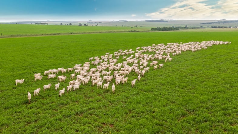 IRPF 2024 pode taxar FII e Fiagro. Entenda