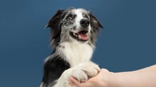 Lucro da Petz (PETZ3) cai -87% no 1T25; veja o que fazer com as ações
