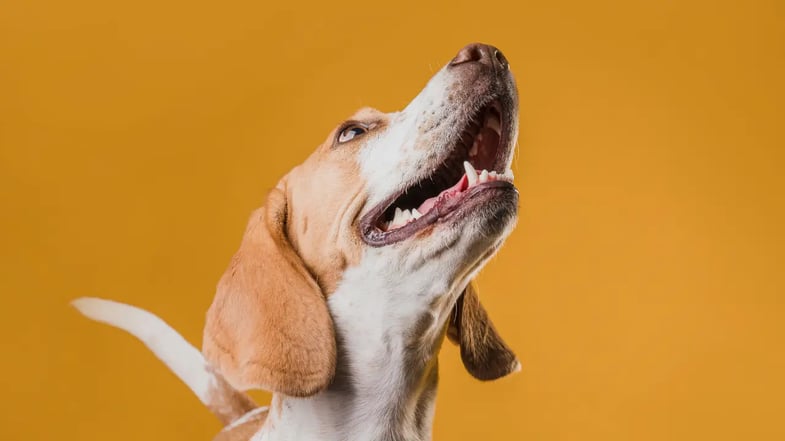 Grupo Petz Cobasi define nova diretoria e adota código AUAU3 na B3