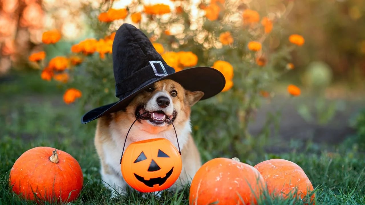 Halloween pelo Mundo