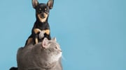 Grupo Petz Cobasi (AUAU3): fusão impulsiona lucro no 1T26 e reforça potencial de crescimento