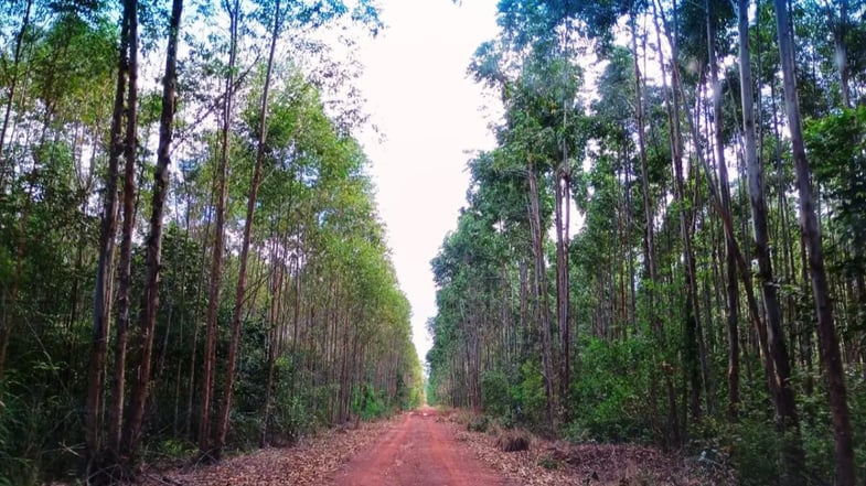 Boletim de FIIs: RZTR11 vende parte da Fazenda Clarão da Lua