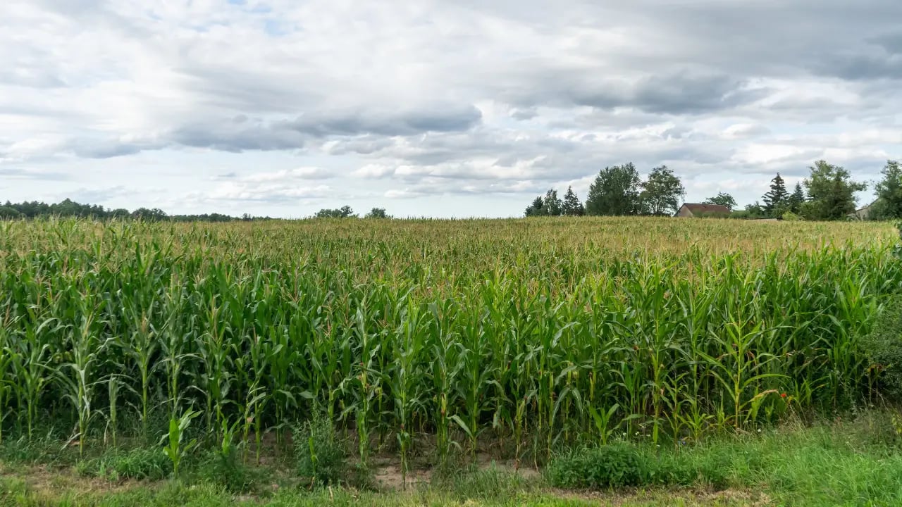 Lucro de São Martinho (SMTO3) cresce com efeitos não recorrentes