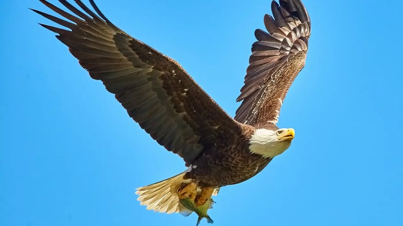 Expectativas e realidade para Fundos Imobiliários (FIIs) em 2026