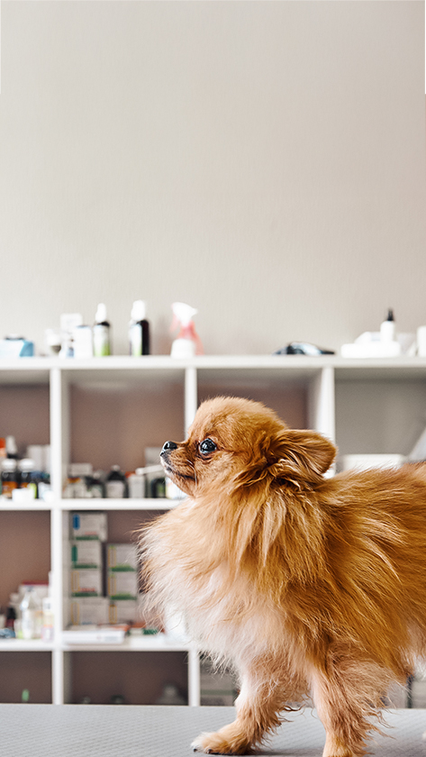 Fusão Petz e Cobasi: o que muda no mercado pet brasileiro
