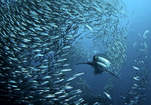 Sardinha vs. Tubarão