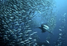 A vingança das sardinhas: hora de comprar bolsa?
