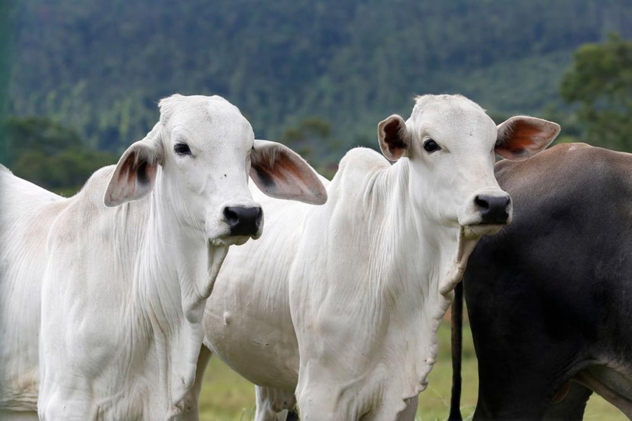 VANTAGEM AO ABATER NO FRIGORÍFICO. Para quem nao conhece muito